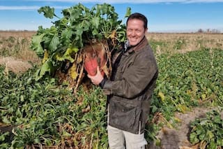 El boom de la remolacha forrajera que rompe todos los moldes para “fabricar” carne