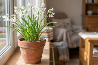 En qué parte de la casa hay que colocar esta planta para que crezca sana y resista el invierno