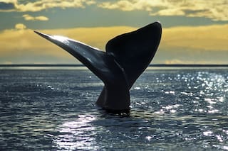 Premian a Península Valdés como el mejor avistaje de ballenas de América