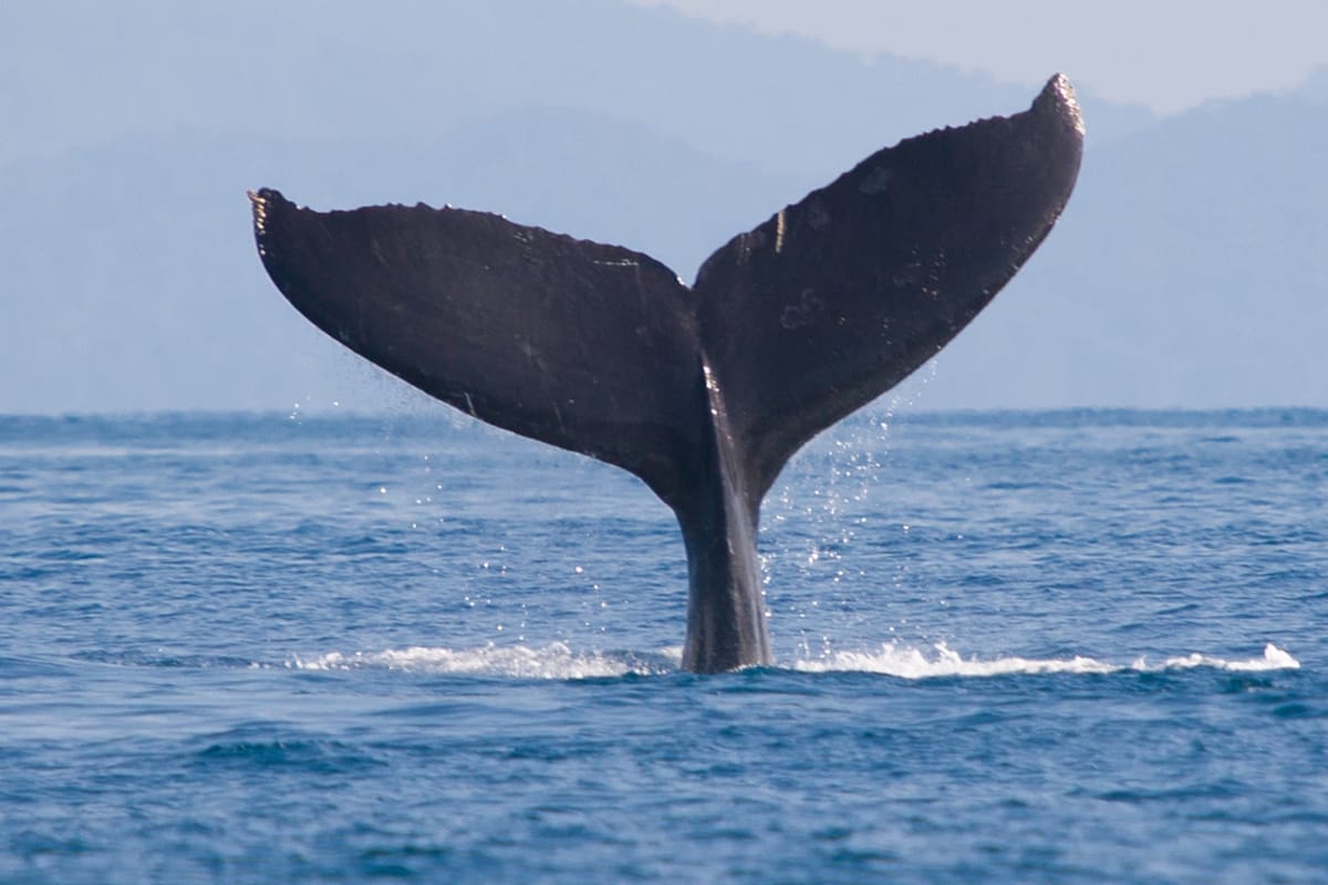 Ballena franca austral