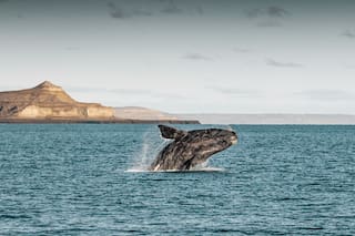 10 motivos para volver a Madryn y Valdés