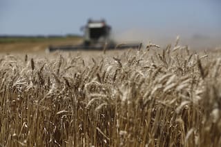 La siembra de trigo caería en 300.000 hectáreas en la zona núcleo