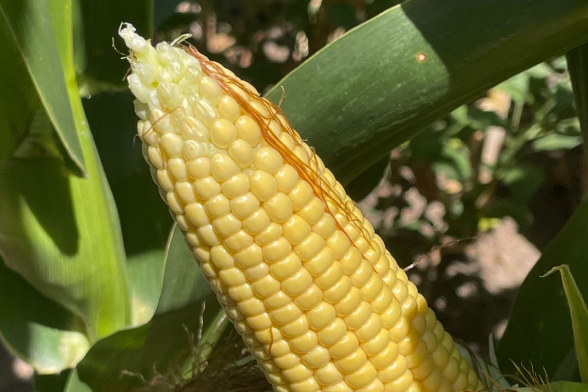 Cultivo de maíz
