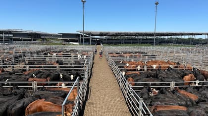 El detalle de venta fue 1164 novillos; 1305 novillitos; 745 vaquillonas; 2007 vacas; 446 conservas, y 239 toros