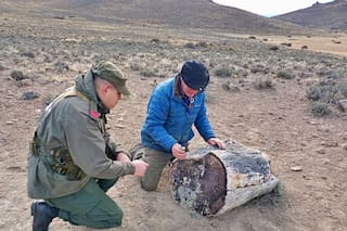 La llamada desde una estancia que derivó en el hallazgo de un antiguo bosque preservado por 50 millones de años