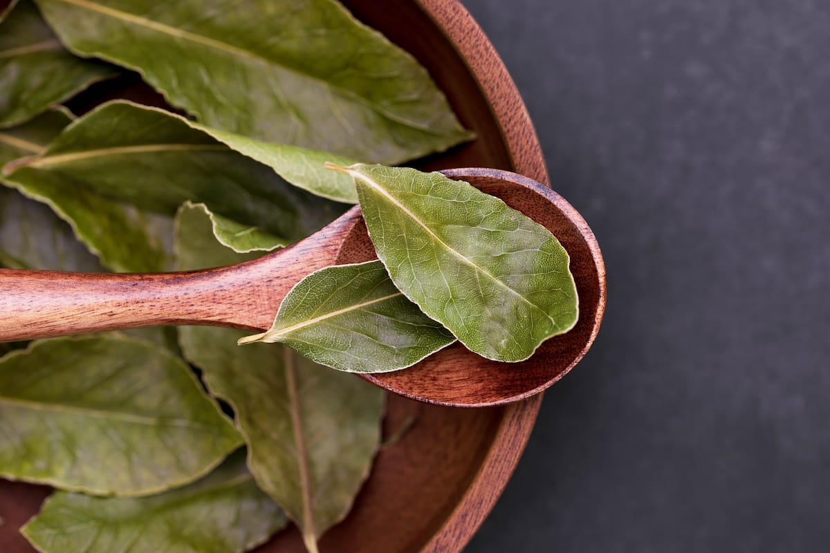 El laurel es una planta valorada por sus propiedades para la salud y su rol clave en un ritual para purgar malas energías y atraer prosperidad