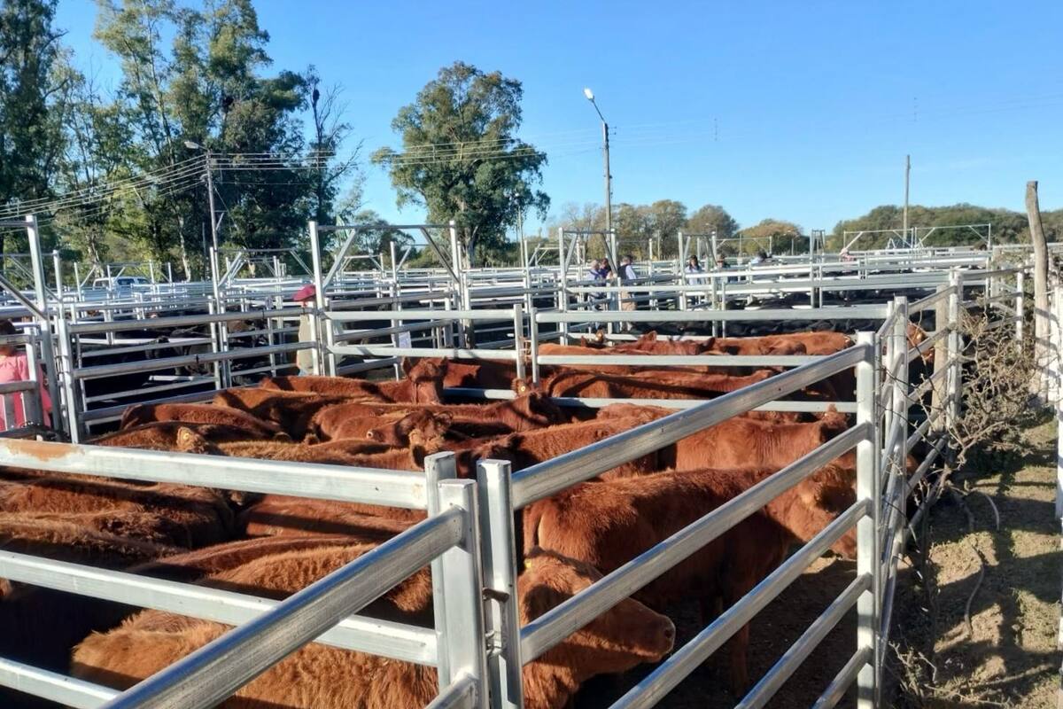 El primer remate de Terneras Angus Certificadas que se hizo el año pasado en La Pampa