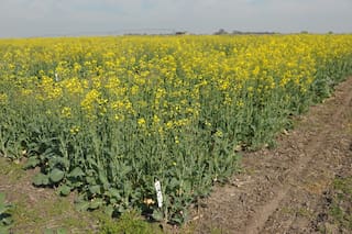El paso a paso de la nutrición de los cultivos que dan revancha en el invierno