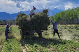 Ya se exportaron más de 600.000 kilos de un condimento muy codiciado