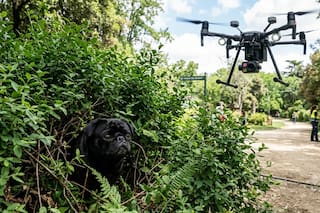 Cuatro días perdido en una tormenta: encontraron con un dron al perro que toda una ciudad buscaba