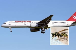 La mayor tragedia aérea de la República Dominicana ¿causada por una avispa?