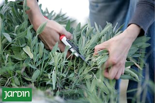 Por qué las aromáticas necesitan una poda casi drástica en otoño