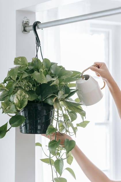 En primavera y verano, esta planta debe regarse cada 5 a 7 días