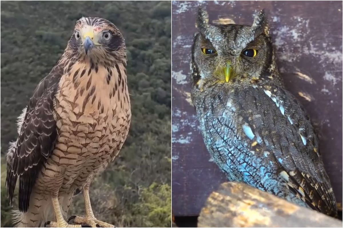 Entre las aves rescatadas se encuentran el taguató, alicucú y carancho