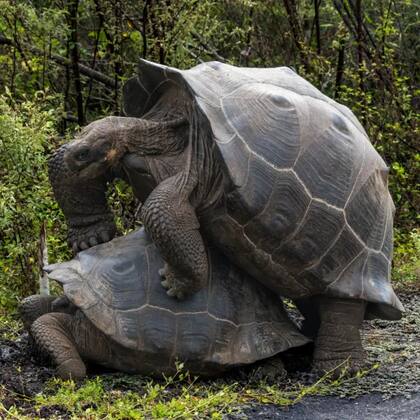 Estar en las Galápagos fue como un sueño... pero las tortugas no los dejaron dormir