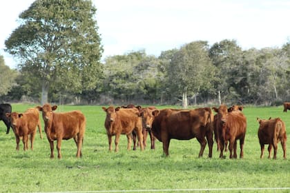 La 93a. Sesión General de la Organización Mundial de Sanidad Animal (OMSA) ha consolidado un mensaje estratégico claro para gobiernos y actores del sector productivo