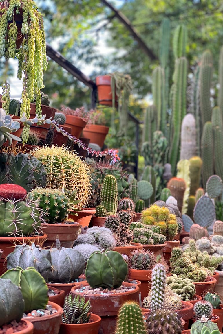 La colección de cactus y suculentas de Teresa reúne unas 500 plantas en su balcón terraza.