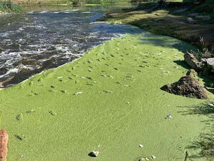 La contaminación de las costas del río Areco en el verano de 2024