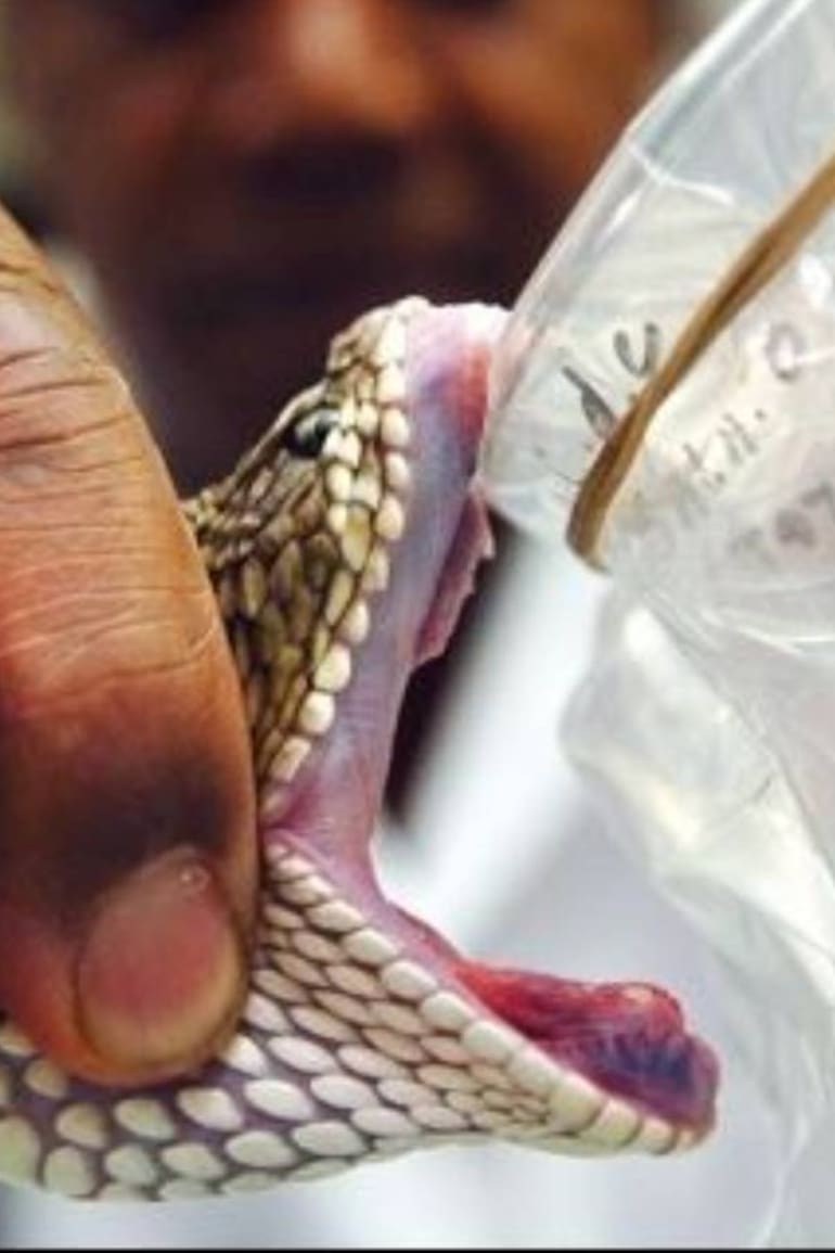 La crotoxina se extrae del veneno de la serpiente de cascabel (Crotalus durissus) y fue presentada como una droga eficaz contra el cáncer