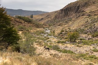 Por qué los troncos de 50 millones de años hallados en Río Negro son un hito científico
