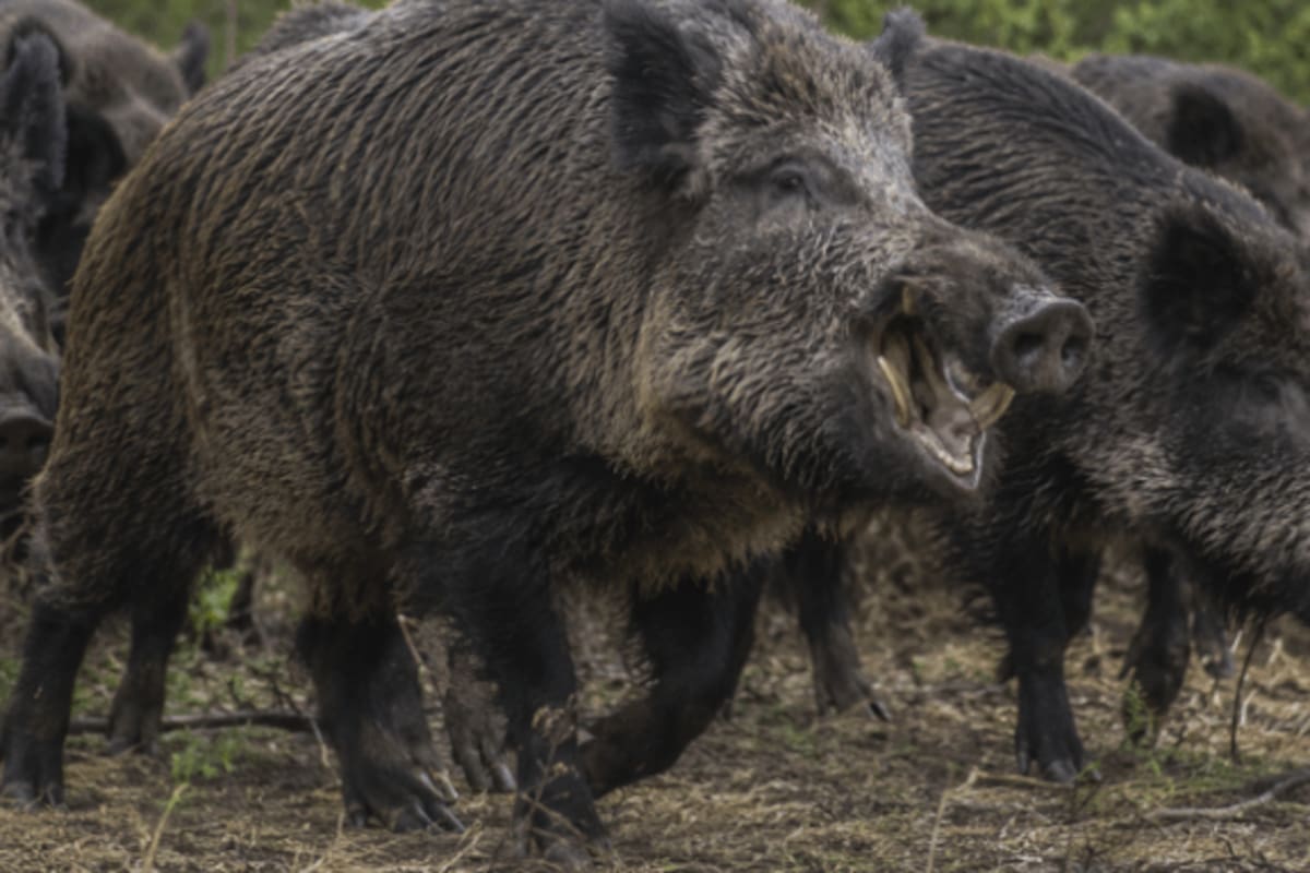 La expansión del jabalí europeo en la Argentina se convirtió en uno de los principales desafíos ambientales y productivos del país