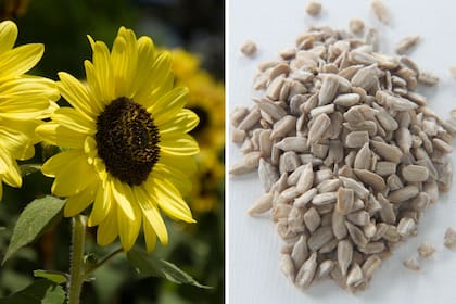 La planta que produce las semillas de girasol (Helianthus annuus) se puede cultivar en la huerta junto al cerco, o asociar su crecimiento con las lechugas para que las proteja del sol.