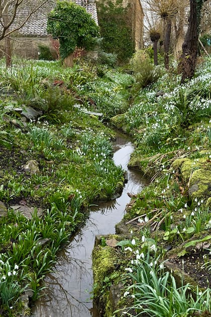 La snowdrop, conocida como campanilla de invierno o Galanthus nivalis, es una de las plantas emblemáticas de East Brook. "Los parterres y jardines blancos son preciosos, y soy partidaria de ellos siempre que haya espacio suficiente para tales delicias"