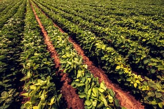 La soja y los granos de Chicago bajan a la espera de informes del USDA