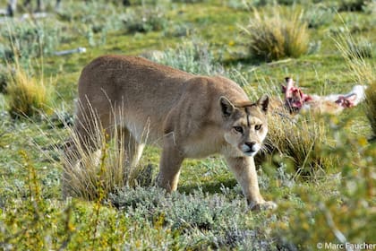El felino que apareció en Hudson fue identificado como un macho juvenil de la especie Puma concolor.