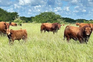 La ganadería cierra un gran año de precios, pero con la preocupación porque hay menos vacas