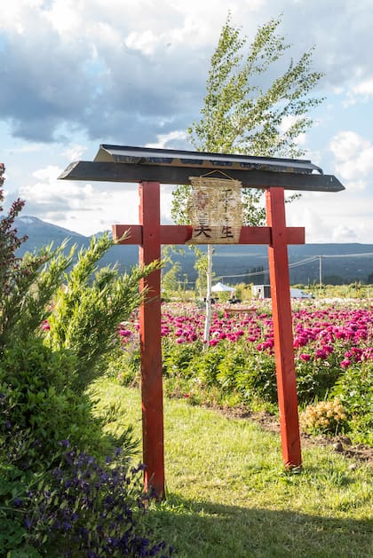 Las peonías son flores originarias de Asia (China e Himalaya)
