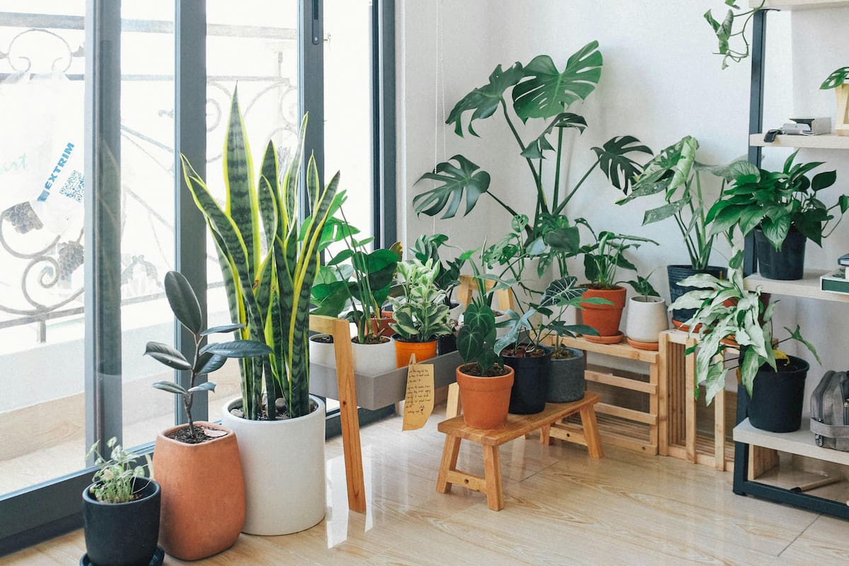 Las plantas de interior requieren un cuidado especial