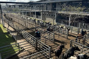 Cierre de semana en positivo en el Mercado Agroganadero de Cañuelas