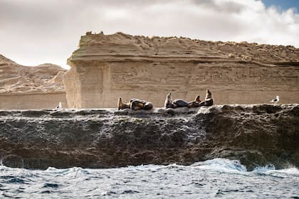 Lobos Marinos en Chubut.