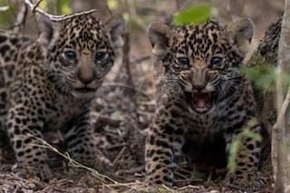 La yaguareté Mbarete volvió a Corrientes con sus cachorros para ser liberados en el Iberá
