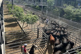 Comenzó la semana con alzas en el Mercado Agroganadero de Cañuelas