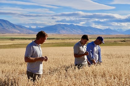 Nicolás Zuber, Tomás Ciurlanti y Ricardo Coggiola durante el verano en uno de los lotes en Estancia Alice