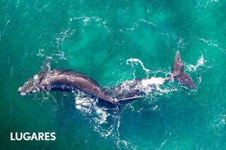El enclave patagónico de la fauna marina, gran plan de vacaciones de invierno