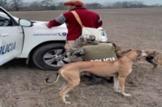 Un municipio bonaerense avanza contra cazadores y ya secuestra los perros galgos