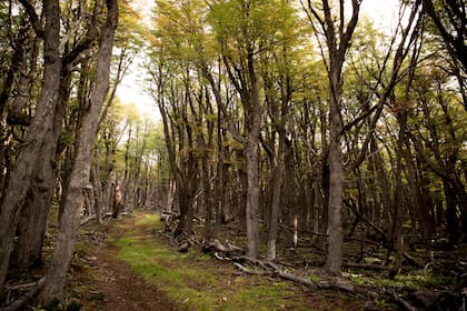 Su rincón elegido: Gretel y Nikita se enamoraron del lago y el tupido bosque de lengas centenarias de Vintter.