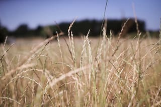 Trigo UE marca mínimos; euro y oferta de Argentina afectan exportaciones