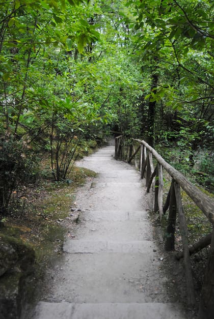 Un espeso bosque con una gran variedad de especies de árboles es el escenario perfecto para un paseo mágico