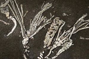 Un hallazgo de 450 millones de años desafía lo que sabíamos sobre la vida marina primitiva