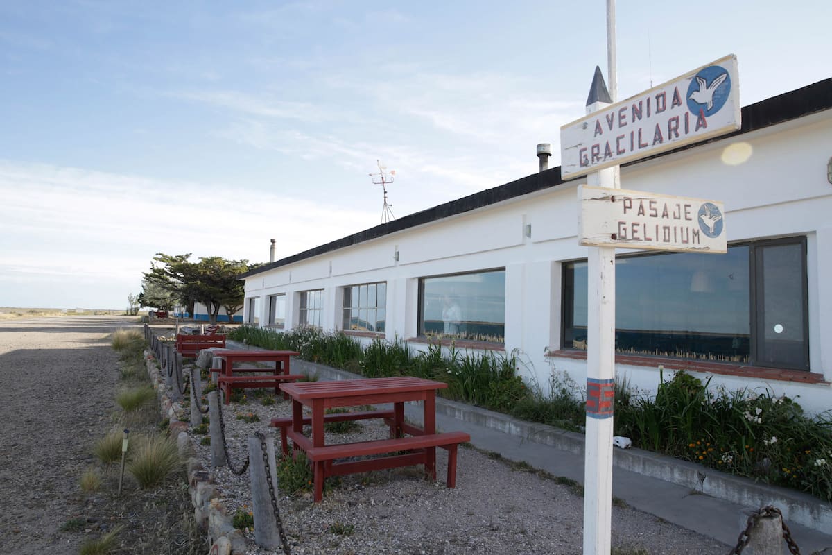 Elefantes marinos reposan en la costa de Península Valdés.
