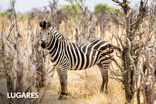 Un destino remoto para avistar animales salvajes que promete lujo