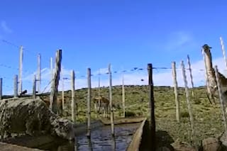 Expertos del INTA estudiaron barreras para que los guanacos no tomen el agua de las ovejas